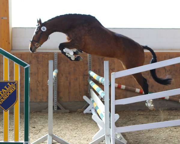 dressage horse Princess Pandera (Trakehner, 2006, from Distelzar)