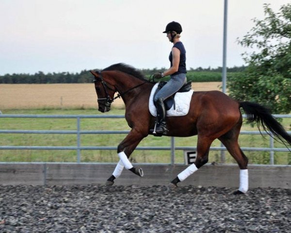 jumper Robben Island (Trakehner, 2008, from Luecke) jumper Robben Island (Trakehner, 2008, from Luecke)