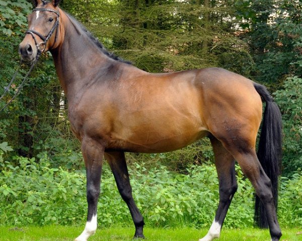 horse Moonlight 337 (Trakehner, 2006, from Summertime)