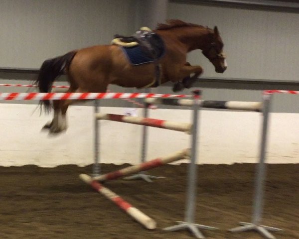 jumper Russel H V Rebel (Oldenburg, 2005, from Rebel Z I)