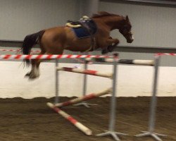 Springpferd Russel H V Rebel (Oldenburger, 2005, von Rebel Z I)