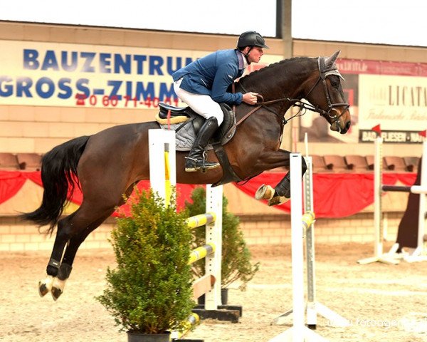jumper Caraleenah (Holsteiner, 2010, from Cariano)
