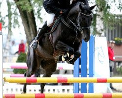 dressage horse Kasper 159 (Danish Warmblood, 2009, from Krake Ask)