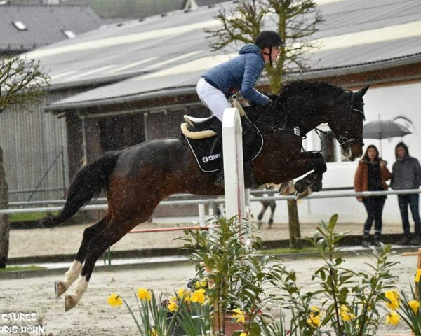 jumper Joan of Arc 3 (Oldenburg, 2004, from Chico's Boy)