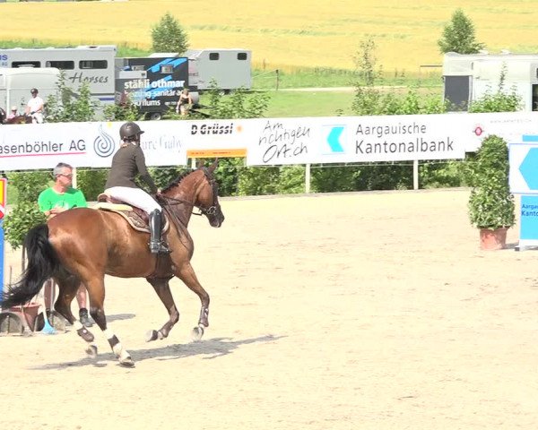Reitturnier Möhlin 2019