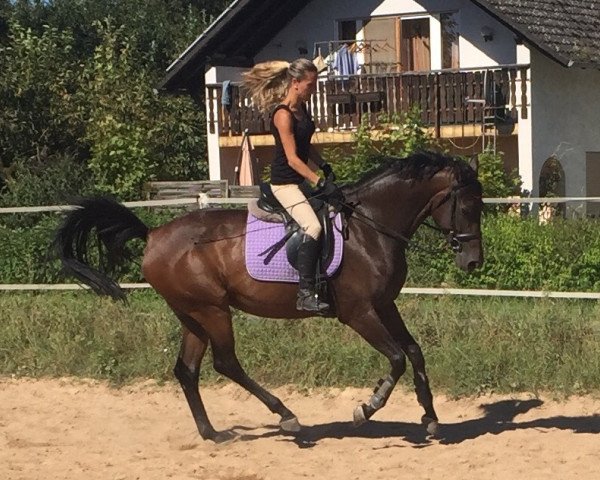 broodmare Cascada K (Rhinelander, 2011, from Cassito)