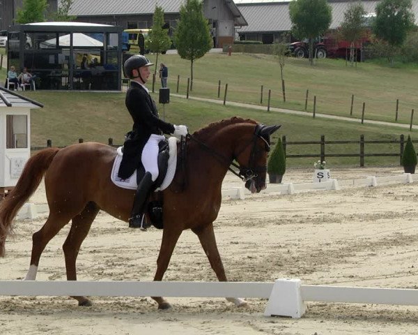 FEI Reitturnier Leudelange (LUX) 2019