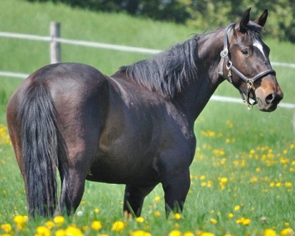 horse Havanna Cubita (Westphalian, 2008, from Hotline)