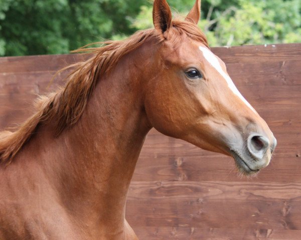 Zuchtstute Naomi von Penzing (Trakehner, 2014, von Münchhausen)