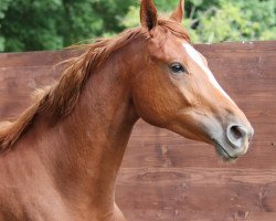 Zuchtstute Naomi von Penzing (Trakehner, 2014, von Münchhausen)
