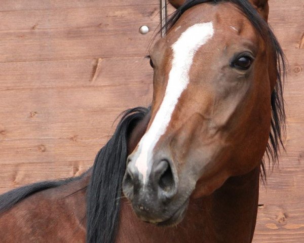 Zuchtstute Laura von Penzing (Trakehner,  , von Duke of Hearts xx)