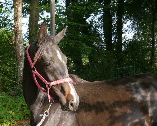 broodmare Dancing-Dyani (Westphalian, 2015, from Danciano) broodmare Dancing-Dyani (Westphalian, 2015, from Danciano)