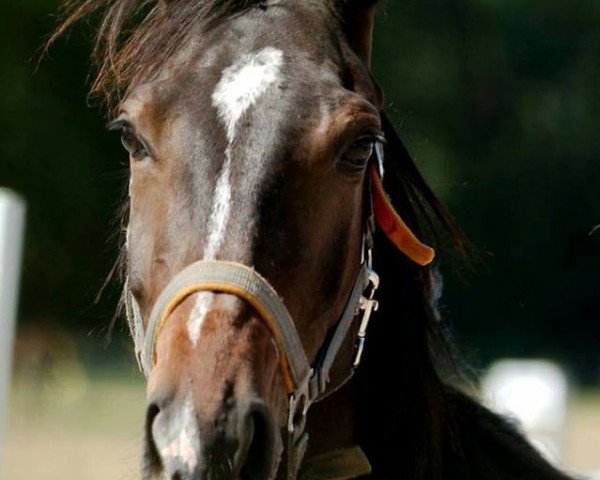 Pferd Laetitia (Trakehner, 2012, von Ostermond xx)
