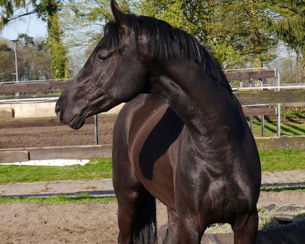 Dressurpferd Denim (Westfale, 2013, von Dante Weltino Old)
