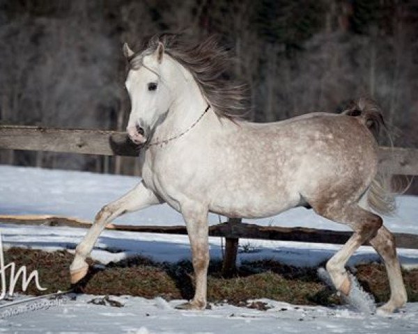 stallion Ojinegro Qahira (Arabian purebred, 2005, from Ghandour ox)