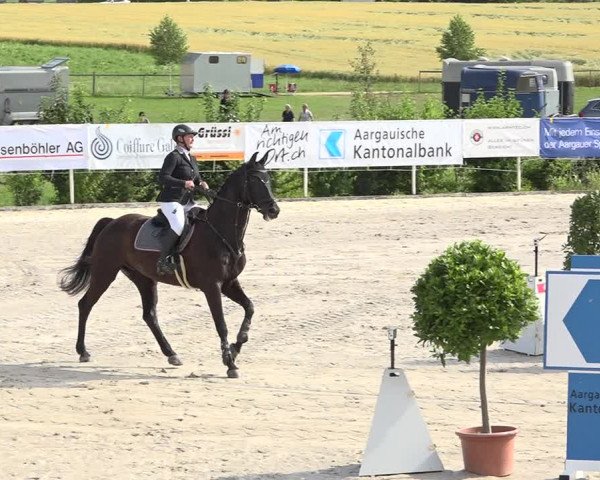 Reitturnier Möhlin 2019