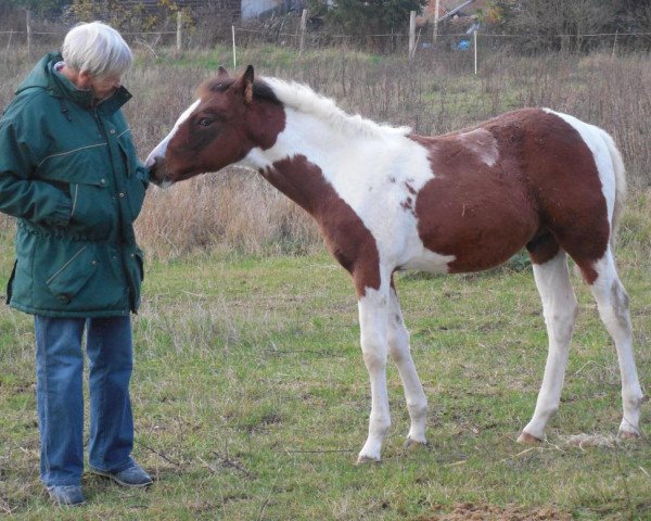Pferd Smart (Paint Horse, 2016)