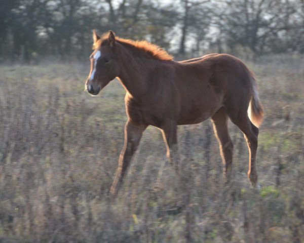Pferd Slow (Paint Horse, 2016)