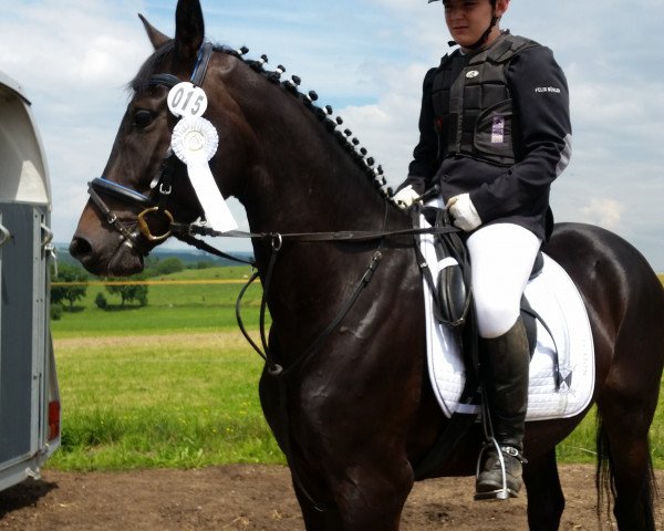 Springpferd Diangelo (Deutsches Reitpferd, 2012, von Diamontes)