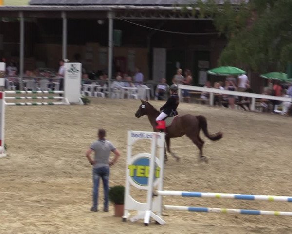 Reitturnier Letmathe 2019