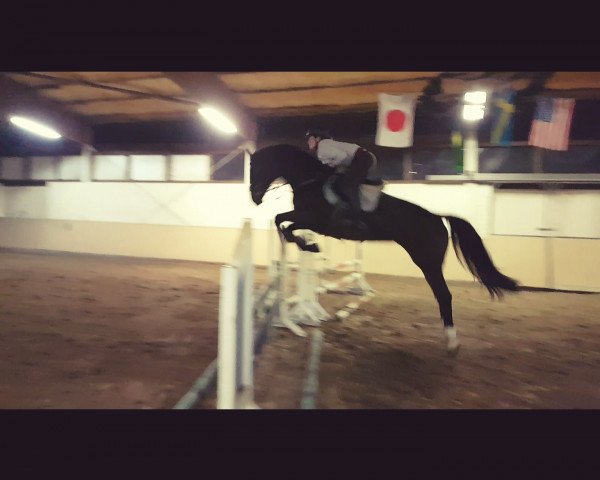 Springpferd Magic Shine (Hannoveraner, 2010, von Graf Grannus)
