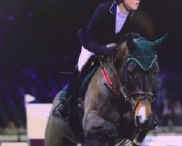 broodmare Udette Z (Zangersheide riding horse, 2008, from Udarco van Overis)