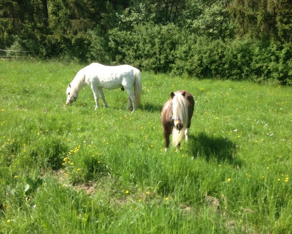 dressage horse Sammy (Welsh Partbred, 2015)