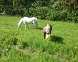 dressage horse Sammy (Welsh Partbred, 2015)