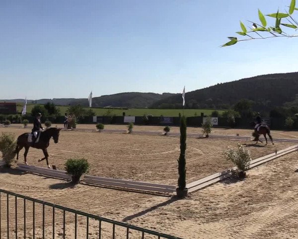 Reitturnier Lindlar-Süttenbach 2019