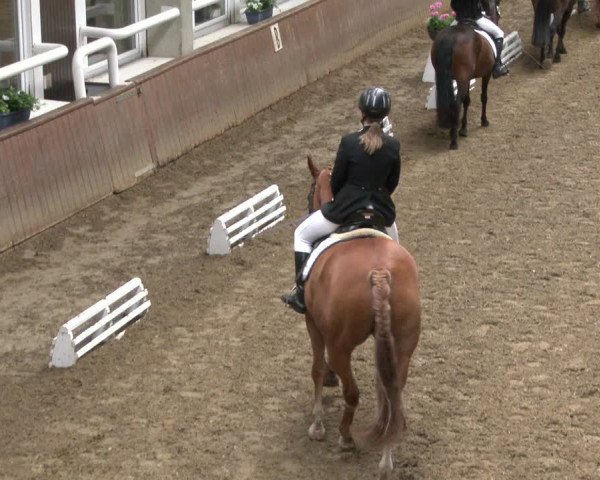 Reitturnier Delbrück-Ostenland 2019