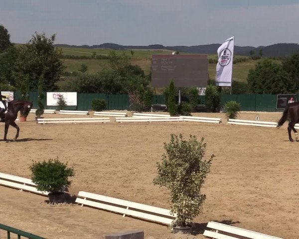 Reitturnier Lindlar-Süttenbach 2019