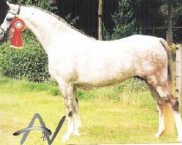 broodmare Steehorst Free Flower Girl (Welsh-Pony (Section B), 1992, from Eyarth Harlequin)