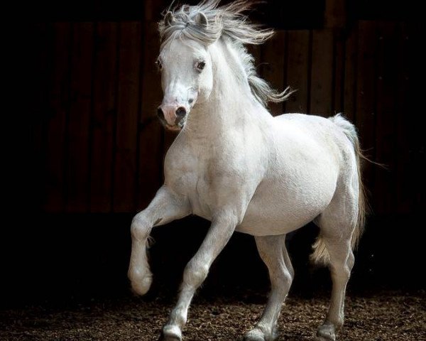 stallion Vanda's Cassanova (Welsh mountain pony (SEK.A), 2003, from Vechtzicht's Hywel)