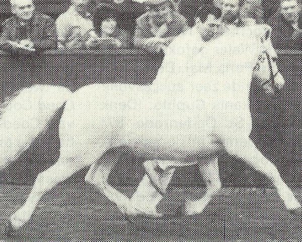 stallion Coed Coch Brodor (Welsh mountain pony (SEK.A), 1971, from Coed Coch Pryd) stallion Coed Coch Brodor (Welsh mountain pony (SEK.A), 1971, from Coed Coch Pryd)