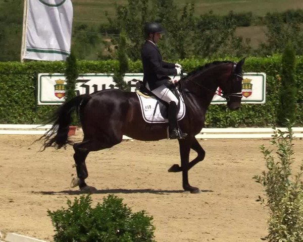 Reitturnier Lindlar-Süttenbach 2019