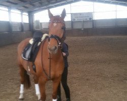 dressage horse Rotspons Diva (Hanoverian, 2008, from Rotspon)
