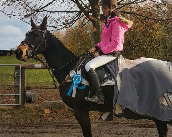 Pferd Saladin xx (Englisches Vollblut, 2010, von Big Shuffle xx)