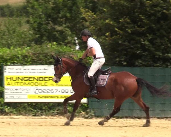 Reitturnier Lindlar-Süttenbach 2019