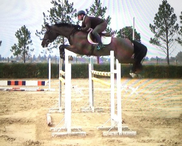 broodmare Clarina 11 (Holsteiner, 2008, from Clarimo Ask)