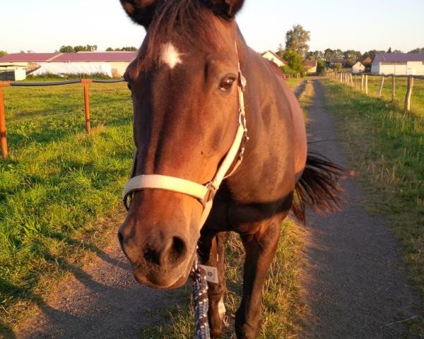 horse Kalina 8 (German Sport Horse, 1992, from Kai 2796)