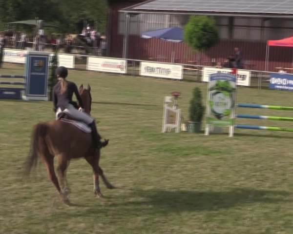 Reitturnier Delbrück-Ostenland 2019