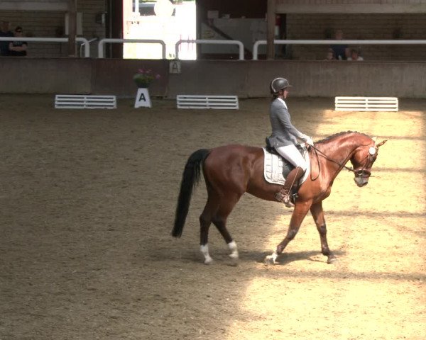 Reitturnier Delbrück-Ostenland 2019