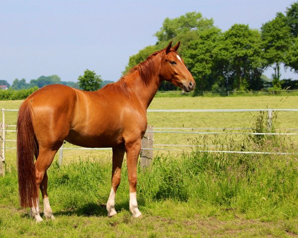 Caballo Royal Edition N (Hannoveriano, 2013, de Royal Classic I)