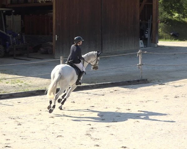 Reitturnier Turbenthal 2019