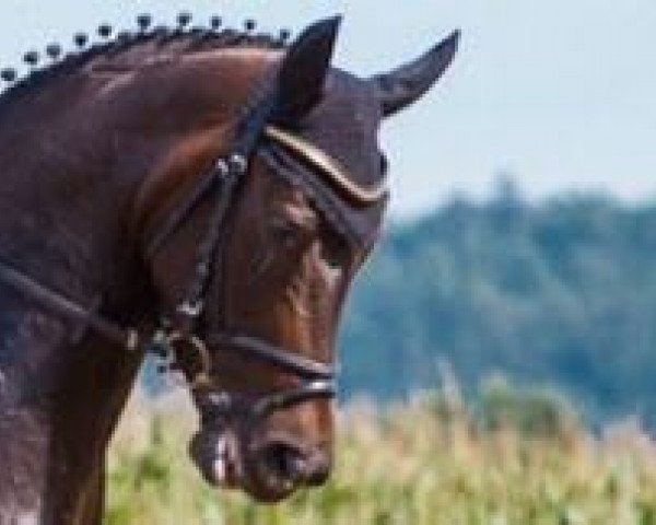 dressage horse She's For Me (Hanoverian, 2008, from San Remo)