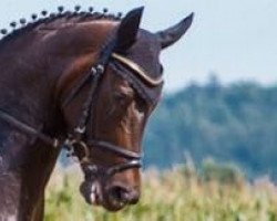 dressage horse She's For Me (Hanoverian, 2008, from San Remo)