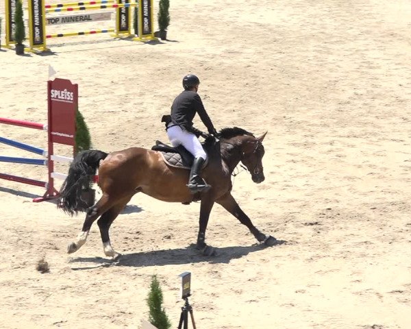 Reitturnier Turbenthal 2019