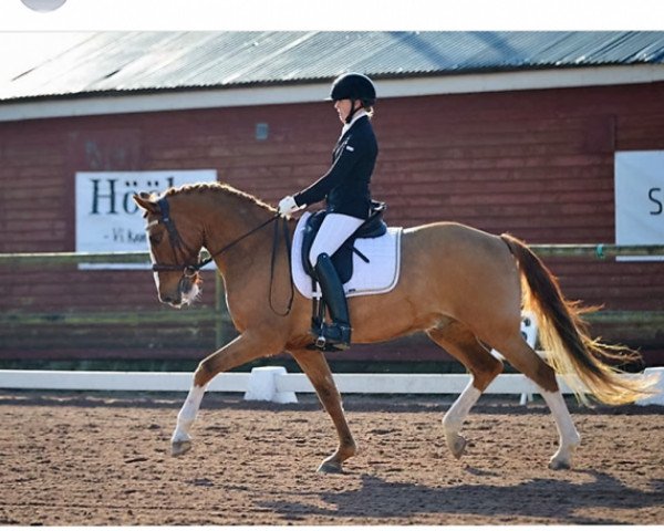 horse EG Dalton (Swedish Riding Pony, 2005, from FS Don't Worry)