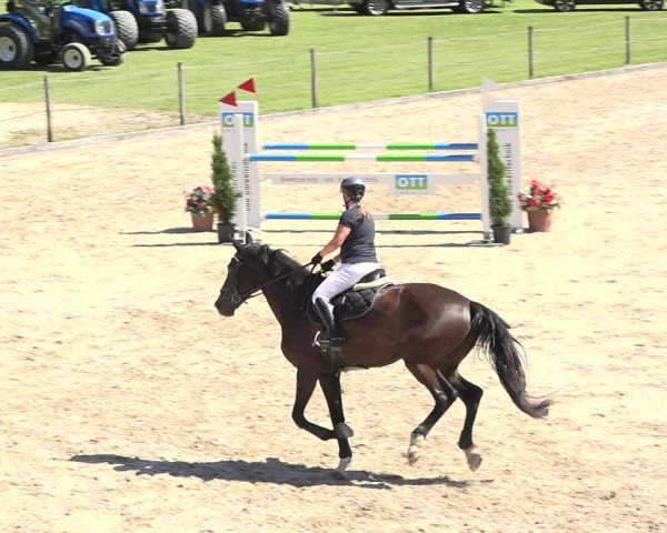Reitturnier Turbenthal 2019