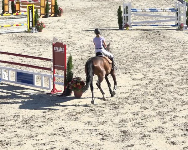 Reitturnier Turbenthal 2019